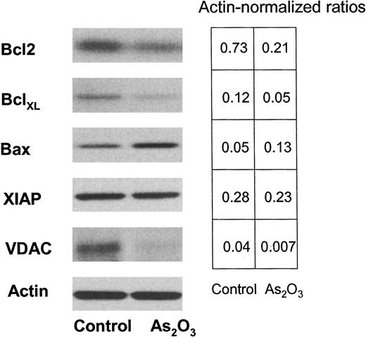 Fig. 5. Effect of As2O3 on the expression of proteins regulating apoptosis. Cells treated with As2O3 were examined for the expression of molecules regulating apoptosis by Western blotting using specific antibodies. Actin is used as an internal control.