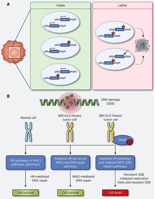 Synthetic Lethality in Ovarian Cancer | Molecular Cancer Therapeutics ...