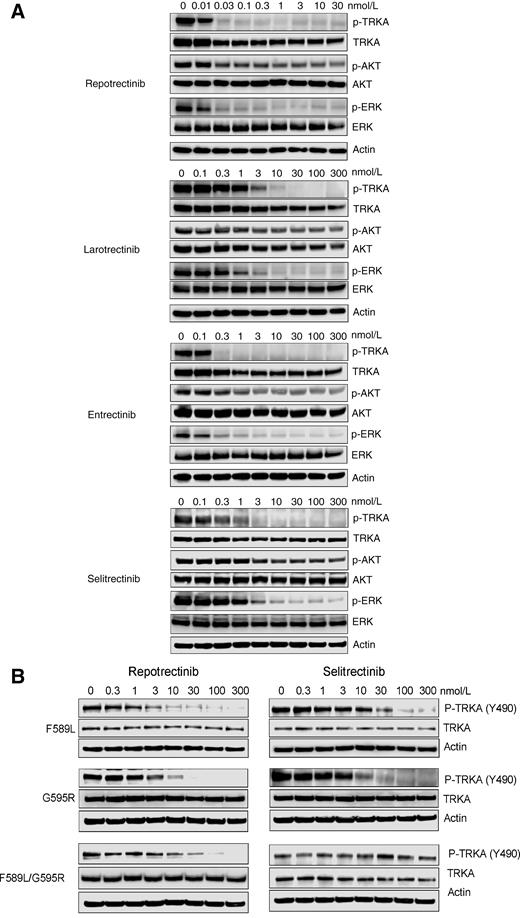 Figure 2. Evaluation of inhibition of TRKA fusion protein autophosphorylation by larotrectinib, entrectinib, repotrectinib, and selitrectinib. A, KM12 cells (TPM3–TRKA) were treated with compounds for 4 hours and probed for TRKA phosphorylated on Tyr490 and for total TRKA. Because of the high potency of repotrectinib, a lower range of concentrations (0–30 nmol/L) was used relative to the other TRK inhibitors (0–300 nmol/L). B, Cellular evaluation of macrocyclic TRK inhibitors repotrectinib and selitrectinib against the gatekeeper mutation (F589L), the solvent-front mutation (G595R), and the gatekeeper/solvent-front (F589L/G595) compound mutant forms of LMNA-TRKA by evaluating TRKA autophosphorylation in NIH3T3-engineered cell lines.