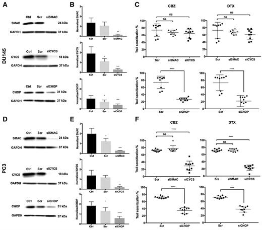 Figure 3. Cytochrome c knockdown reduces TRAIL-induced apoptosis in PC3 cells, but not in Bax-deficient DU145 cells. CHOP knockdown reduces TRAIL-induced apoptosis in DU145 and PC3 cells. A and D, Western blot analysis of SMAC, cytochrome c, and CHOP expression in DU145 and PC3 cells after siRNA knockdown. B and E, Relative expression of SMAC, cytochrome c, and CHOP after siRNA knockdown compared with control. C and F, TRAIL sensitization of DU145 and PC3 cells when treated with respective taxane and TRAIL after scrambled siRNA, SMAC/Diablo, and cytochrome c knockdown. The values represent the mean ± SD (n = 6 or 9). *, P < 0.05; **, P < 0.005; ***, P < 0.001; ****, P ≤ 0.0001.