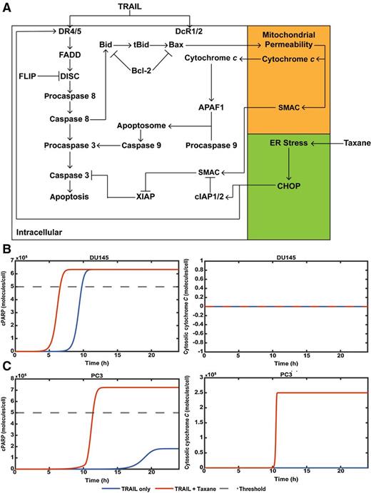 Figure 6. Computational model of TRAIL-mediated apoptosis of DU145 and PC3 cells. A, Schematic of apoptosis signaling pathway of DU145 and PC3 cells in response to taxane and TRAIL treatment. B, cPARP concentration of DU145 cells treated with or without taxane therapy and TRAIL. The concentration of cytosolic cytochrome c to represent mitochondrial permeability. C, cPARP and cytochrome c concentrations for PC3 cells treated with or without taxane therapy and TRAIL.