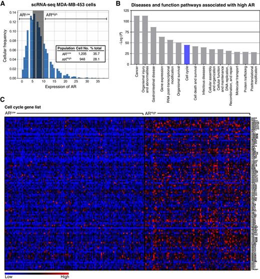 Figure 4. The association between high AR expression and cell cycle pathway activation. scRNA-seq was performed on untreated MDA-MB-453 cells cultured in full-serum media. Cells were divided into groups based on their expression of AR, ARLow and ARHigh. A, Histogram of the distribution of AR expression in single MDA-MB-453 cells, including AR level group determination. B, IPA was performed on genes differentially expressed between ARLow and ARHigh groups. Shown are the top 15 most significantly altered disease and function pathways. C, Differential expression of genes involved in cell cycle indicating cell cycle activation associated with high AR expression, shown as 10 cell aggregates.