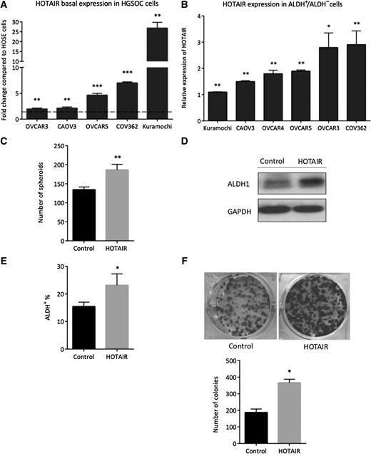 Figure 1. HOTAIR promotes ovarian cancer stemness phenotypes. A, HOTAIR expression in a panel of HGSOC cell lines was compared with normal ovarian surface epithelial (NOSE) cells. Dashed line represents HOTAIR expression in human ovarian surface epithelial (HOSE) cells. B, HOTAIR expression in ALDH+ cells compared with ALDH− cells in a panel of HGSOC cell lines. ALDH+ vs. ALDH− cells was sorted via FACS sorting. C, OVCAR3 collected after stable transfection of HOTAIR overexpression plasmid. ALDH+ population were determined by ALDEFLUOR assay using flow cytometry. D, Western blot analysis showing higher ALDH1 in HOTAIR overexpressing cells. E, 500 control and HOTAIR overexpressing cells were plated in 24-well nonadherent conditions in stem cell medium. Number of spheroids were counted after 14 days in culture. F, Representative images of colony formation (top) and quantification (bottom).