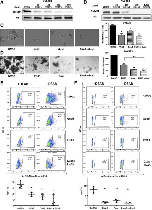 Figure 2. Effect of inhibiting HOTAIR and DNA methylation on ovarian cancer stem cells. A, OVCAR3 or B, OVCAR5 were treated with hypomethylating agent guadecitabine for 72 hours (daily) at indicated dosages. Protein was isolated and immunoblots were performed to examine DNMT1 protein. H3 protein was used as the loading control. C, OVCAR3 (500 cells) and D, OVCAR5 (500 cells) were treated with HOTAIR inhibitor PNA3 (100 nmol/L for 24 hours) with guadecitabine (100 nmol/L) and or guadecitabine plus PNA3. Cells were replated in 24-well nonadherent conditions after treatment. Representative images of spheroid formation (left) and quantification (right). E, OVCAR3 and F, OVCAR5 ALDH+ populations were determined by ALDEFLUOR assay using flow cytometry (top). Quantification shown below. Error bars represent SEM; n = 3 independent experiments of triplicate assays. Data are presented as mean ± SEM with P < 0.05 (*), P < 0.01 (**), and P < 0.005 (***).