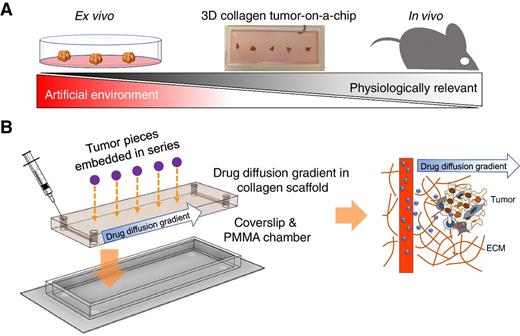 Figure 1. 3D collagen vascular tumor-on-a-chip mimetics for dynamic combinatorial drug screening. A, A microfluidic 3D ECM–based drug screening device could fill the gap between ex vivo models and animal models, with more physiologic relevance compared with ex vivo models, and more direct controllability than animal models. B, Design of a 3D ECM based dynamic tumor-on-a-chip drug screening device. Tumors were positioned between two parallel channels. Microfluidic channels on both ends were available for drug perfusion. The 3D dynamic diffusion approach (left) was designed to mimic in vivo drug delivery from blood vessels to tumors (right). Drug molecules were perfused into ECM embedded microfluidic channels, and then the molecules physically diffused into ECM, generating a drug gradient in the scaffold.
