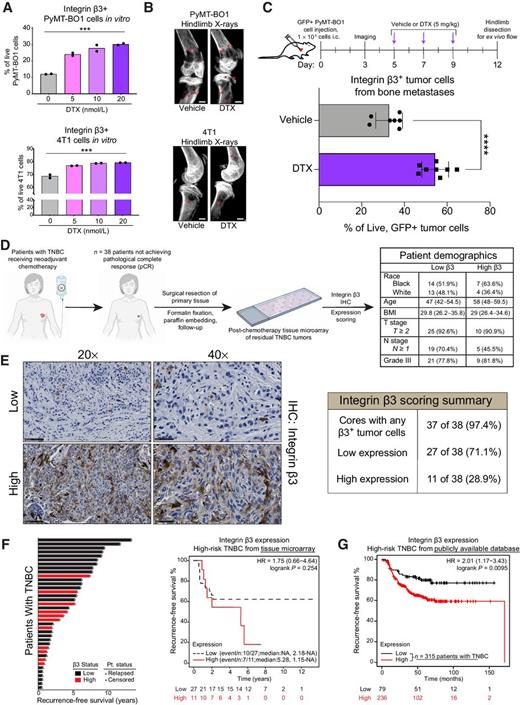 Figure 1. Integrin β3 expression is increased in breast cancer cells after chemotherapy. A, Flow cytometry of integrin β3 expression in PyMT-BO1 and 4T1 cells harvested 48 hours after overnight treatment with docetaxel (DTX). One of three independent experiments, each with n = 2 biological replicates per treatment group. One-way ANOVA with test for linear trend; ****, P < 0.0001. B, Representative X-ray radiographs of tibiofemoral joints from vehicle and docetaxel-treated mice bearing either PyMT-BO1 or 4T1 metastases established by intracardiac (i.c.) injection. Scale bar, 1.25 mm. Red arrows indicate areas of significant bone erosion. n = 8–9 mice per group. C, Ex vivo flow cytometry of live, GFP+ PyMT-BO1 cells harvested from established bone metastases treated with either vehicle or docetaxel (5 mg/kg, i.v.). n = 7–8 mice per group. Two-tailed unpaired Welch t test; ****, P < 0.0001. D, Design of tissue microarray with 38 primary TNBC biopsies obtained after neoadjuvant chemotherapy. Summary of β3-stratified patient demographics (right). E, Integrin β3 IHC in human patients with TNBC after chemotherapy. Representative images of low and high tumor β3 staining (left), summary of scoring (right, see Materials and Methods). Scale bars, 100 μm (20×) or 50 μm (40×). F, Kaplan–Meier analysis of β3-stratified recurrence-free survival in patients from tissue microarray. Swimmer's plot of individual time to recurrence (left), Kaplan–Meier curves and statistics (right). HR and CIs determined by Cox proportional hazards model; significance determined by log-rank test. G, Kaplan–Meier analysis of β3-stratified recurrence-free survival in 315 high-risk patients with TNBC receiving any chemotherapy obtained from publicly available microarray data. HR and CIs determined by Cox proportional hazards model; significance determined by log-rank test.