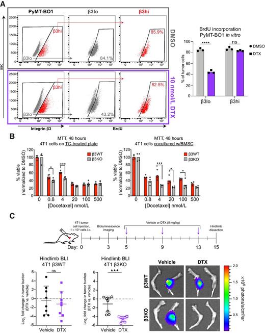 Figure 2. Integrin β3 promotes docetaxel resistance in bone metastases. A, Flow cytometry of overnight BrdU incorporation in β3lo and β3hi PyMT-BO1 cells in vitro. Cells were treated with DMSO or 10 nmol/L docetaxel (DTX) for 24 hours, followed by a 48-hour recovery period. Representative samples with integrin β3 gating (left), quantification of BrdU incorporation in β3lo and β3hi populations (right). n = 3 biological replicates per group, one of two independent experiments. Two-way ANOVA with Tukey post hoc test; ****, P < 0.0001. B, MTT viability assay of 4T1 β3KO and β3WT cells treated with docetaxel for 48 hours. Assay on tissue culture–treated plate (left) and cocultured with BMSCs (right, see Materials and Methods for details); n = 4 biological replicates per group, one independent experiment. Two-way ANOVA with Sidak post hoc test; *, P < 0.05; ***, P < 0.001. C, Ex vivo BLI of 4T1 β3KO and β3WT hindlimb tumor burden from mice receiving either vehicle or docetaxel (5 mg/kg, i.v.). Treatment schema (top), quantification of ex vivo BLI signal from hindlimbs (bottom left), representative BLI (bottom right), n = 8 mice per group. Data shown are log2 transformed fold change in photons/s relative to the geometric mean of samples from vehicle treated mice. Each data point represents averaged signaling intensity from hindlimbs of one mouse. β3WT and β3KO experiments were performed independently. One-tailed unpaired t test with Welch correction; ***, P < 0.001.
