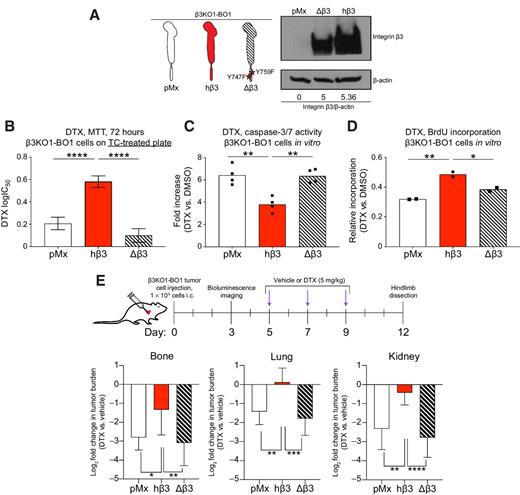 Figure 3. Rescue of integrin β3 expression restores chemoresistance in a signaling-dependent manner. A, Retroviral recue of β3KO1-BO1 cells with empty vector (pMx), functional human β3 (hβ3), or signaling-deficient Δβ3. Construct schematic (left), Western blot confirmation of integrin β3 rescue (right). B, Docetaxel (DTX) IC50 from 72-hour MTT viability assay in vitro using pMx, hβ3, and Δβ3 β3KO1-BO1 cells, n = 24 per genotype spread across 8 drug concentrations, one of two independent experiments. Data represent mean ± SEM. One-way ANOVA with Tukey post hoc test; ****, P < 0.0001. C, Luminometric assessment of caspase-3/7 activity in vitro. Cells were treated with DMSO or 30 nmol/L docetaxel for 40 hours. Data represent fold increase in luminescent caspase-3/7 activity compared with untreated controls of the same genotype and normalized to cell viability by CellTiter Blue, n = 4 biological replicates per group, one of three independent experiments. One-way ANOVA with Tukey post hoc test; **, P < 0.001. D, Flow cytometric analysis of BrdU incorporation in vitro. Cells were treated with DMSO or 10 nmol/L docetaxel for 40 hours, followed by 2 hours of BrdU incorporation. n = 2 biological replicates per group, one of two independent experiments. One-way ANOVA with Tukey post hoc test; *, P < 0.05; **, P < 0.001. E, Ex vivo bioluminescent tumor burden in hindlimb bone, lung, and kidney of mice bearing pMx, hβ3, or Δβ3 β3KO1-BO1 tumors receiving either vehicle or DTX (5 mg/kg, i.v.). Tumor establishment by intracardiac injection and treatment schema (top), quantification of ex vivo BLI signal from organs (bottom), n = 6–8 mice per group. Data shown are log2 transformed fold change in photons/s relative to the geometric mean of samples from vehicle-treated mice. pMx, hβ3, and Δβ3 experiments were performed independently. One-way ANOVA with Tukey post hoc test; *, P < 0.05; **, P < 0.01; ***, P < 0.001; ****, P < 0.0001.