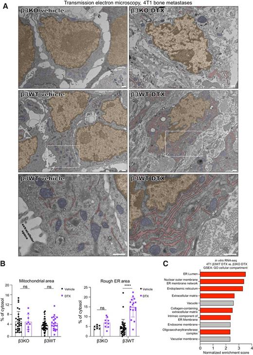 Figure 4. Docetaxel (DTX) treatment elicits rough ER expansion and extracellular matrix production in β3WT bone metastases. A, Representative TEMs of 4T1 β3KO and β3WT bone metastases treated with either vehicle or docetaxel (5 mg/kg). Tumor establishment and intravenous drug administration were performed as indicated in Fig. 2C. Scale bars, 500 nm. n = 1–3 tumors per group. Nuclei (orange), mitochondria (blue), rough ER (red). B, Quantification of mitochondrial area and rough ER area from individual tumor cells in bone metastases. Data shown as percentage of total cytosolic area per cell, n = 7–43 cells evaluated per group. Two-way ANOVA with Tukey post hoc test; ****, P < 0.0001. C, Top 10 normalized enrichment scores from GSEA analysis of GO cellular compartment terms comparing 4T1 β3WT DTX and 4T1 β3KO docetaxel RNA-seq samples. Terms related to rough ER and ECM displayed in red.