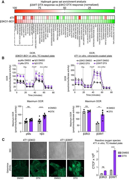 Figure 5. Integrin β3 mediates an alternative metabolic response to docetaxel (DTX). A, Comparison of hallmark GSEA results between β3KO1-BO1 and 4T1. For each cell line, normalized enrichment scores (NES) were separately determined for the docetaxel response (docetaxel vs. DMSO) in β3-expressing and β3KO cells. The difference between these scores (β3WT response – β3KO response) was calculated, and all values were internally normalized to a 0–100 scale for that cell line, with 0 corresponding to the smallest NES difference and 100 corresponding to the largest. B, Extracellular flux analysis of maximum OCR after serial addition of the indicated drugs (see Materials and Methods). Cells were treated with DMSO or 10 nmol/L docetaxel for 24 hours, followed by a 48-hour recovery period. β3KO1-BO1 (left), 4T1 (right), OCR readings over time (top), maximum OCR calculation (bottom, see Materials and Methods). Data shown are pmol O2 consumed per minute, normalized to constitutive luciferase activity measured after assay completion, n = 3–10 biological replicates per group, one of two independent experiments for each cell type. Two-way ANOVA with Tukey post hoc test comparing docetaxel versus DMSO within each genotype; for β3-expressing cells: *, P < 0.05; **, P < 0.01; ****, P < 0.0001; for β3KO cells: #, P < 0.05. C, Fluorescence staining of ROS by Galuminox (see Materials and Methods). β3WT and β3KO 4T1 cells treated with DMSO or 10 nmol/L docetaxel overnight, followed by a 48-hour recovery period. Representative DIC and fluorescence images (left), quantitation of corrected total cell fluorescence (CTCF, see Supplementary Data; right). Scale bar, 20 μm, data are mean ± SEM and represent three independent experiments. Two-way ANOVA with Tukey post hoc test; ****, P < 0.0001.