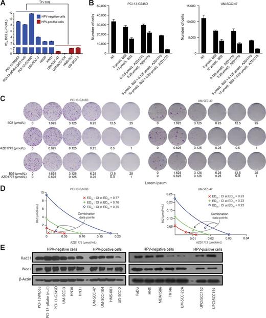 Figure 1. The Rad51 inhibitor, B02, displays differential sensitivity and synergizes with AZD1775 in vitro in HNSCC. A, IC50 values for B02 in selected HPV-negative and HPV-positive HNSCC cells treated with various concentrations of the drug for 48 hours and subjected to clonogenic survival assays as indicated. B, Number of adherent cells (PCI-13-G245D and UM-SCC-47) measured with Celigo following treatment with B02 and in combination with AZD1775 for 72 hours. C, Representative images of clonogenic survival assays in PCI13-G245D and UM-SCC-47 cell lines treated with combination of B02 and AZD1775. D, Assessment of the degree of synergy between B02 and AZD1775 in these cells, using the Chou and Talalay method. B02 and AZD1775 were used at constant ratios (25:1, respectively). The CI values for combination of effective drug doses (ED) that result in growth inhibition of 50% (ED50; fraction affected; fa = 0.5), 75% (ED75; fa = 0.75), and 90% (ED90; fa = 0.90) were generated from the conservative isobolograms. The ED50 (red X), ED75 (green crosses), and ED90 (blue circles) graphed against fractional concentrations of B02 and AZD1775 on the y- and x-axis, respectively, are indicated. The diagonal line is the line of additivity. The conservative isobolograms show CI values less than 1.0 falling below diagonal line, indicate strong synergy. E, Western blot analyses of Rad51 and Wee1 expression at basal levels in representative HNSCC cell lines. The β-actin served as loading control. All treatments were performed in triplicate and each experiment was repeated at least three times. *, P < 0.02, indicates significant difference between IC50 mean values for B02 in HPV-negative (blue) and HPV-positive (red) cells.