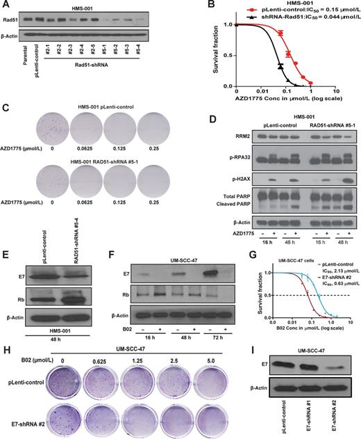 Figure 2. Rad51 knockdown induces DNA damage and replication stress responses and apoptosis in HNSCC cells treated with Wee1 kinase inhibitor. HPV-positive HNSCC (HMS-001) cells were stably transfected with pLenti-viral vector control or Rad51 shRNA plasmids and protein lysates were prepared as described in Methods. A, Western blot analyses showing successful knockdown clones of Rad51 (clones #5–1 and #5–4). Lysate from HMS-001 parental cells was used as positive control. B, Clonogenic survival assay showing sensitivity of HMS-001 cells expressing Rad51-shRNA clone #5–1 to AZD1775 treatment. Data points represent the mean ± SEM of triplicate experiments. C, Representative images of clonogenic survival assays for HMS-001 with pLenti-viral vector control and Rad51 shRNA clone#5–1, respectively. The HMS-001 cells with control vector and Rad51-shRNA #5–1 were then treated with/without AZD1775 for 16 and/or 48 hours and subjected to immunoblot analysis using antibodies as indicated. D, Increased levels of phosphorylation of markers of DNA damage (p-γH2AX (S134), replication stress (pRPA32) responses, and decreased total levels of ribonucleotide reductase M2 (RRM2). PARP1 cleavage indicates induction of apoptosis in these cells. E, Rad51 knockdown inhibits E7 and enhances expression levels of Rb in HMS-001 cells. F, Inhibition of E7 and enhanced Rb protein levels in UM-SCC-47 cells treated with 10 μmol/L B02 at various time points. G and H, Clonogenic survival plot and representative clonogenic images showing increased sensitivity of UM-SCC-47 cells expressing E7-shRNA plasmid to treatment with B02, respectively. Knockdown of E7 was confirmed by immunoblotting (I). The β-actin served as loading control.
