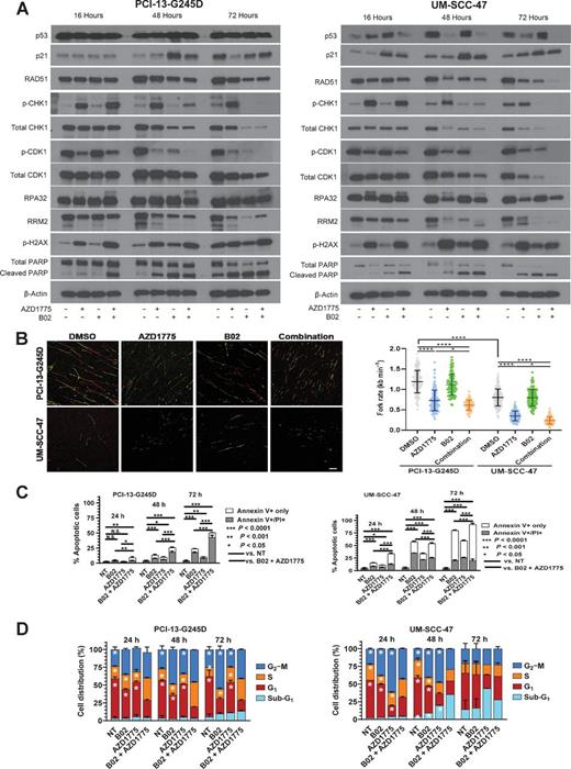 Figure 3. Synergistic interaction of B02 and AZD1775 is mediated in part through forced activation of CDK1 and inhibition of Chk1 associated with impaired Rad51-mediated homologous recombination repair in HNSCC cells. PCI13-G245D and UM-SCC-47 cells were treated with B02, AZD1775, or in combination for 16, 48, 72 hours and protein lysates were subjected to Western blot analysis with antibodies as indicated. A, Levels of phosphorylation of Chk1 (S345), CDK1 (Y15), γH2AX (S139), RPA32, total p21, Rad51, Chk1, CDK1, RRM2. The presence of PARP-1 cleavage as marker of apoptosis is shown. The β-actin served as loading control. B, PCI13-G245D and UM-SCC-47 cells were treated with DMSO and drugs as indicated for 16 hours and then subject to DNA fiber analysis to quantify mean replication fork speed (rate). Lower speed indicates higher degree of replication stress. Scale bar, 10 μm. Data are mean ± SD. C, Annexin/PI–positive staining (percentage of dead cells) confirming induction of apoptosis in these cells following treatment with B02 and AZD1775. Unsynchronized PCI13-G245D and UM-SCC-47 cells were treated with B02, AZD1775 alone, or in combination for various time points as indicated and subjected to cell-cycle analysis. NT (no treatment) control. D, Percentage of cell-cycle distribution determined by flow cytometry was presented as bar graphs. An increase in S-phase and sub G1 fractions indicative of replicative stress and cumulative apoptosis, respectively, were observed over time. Data shown are representative of three independent experiments. *, P < 0.0001; single treatment compared with combination treatment for cell-cycle phases as indicated.