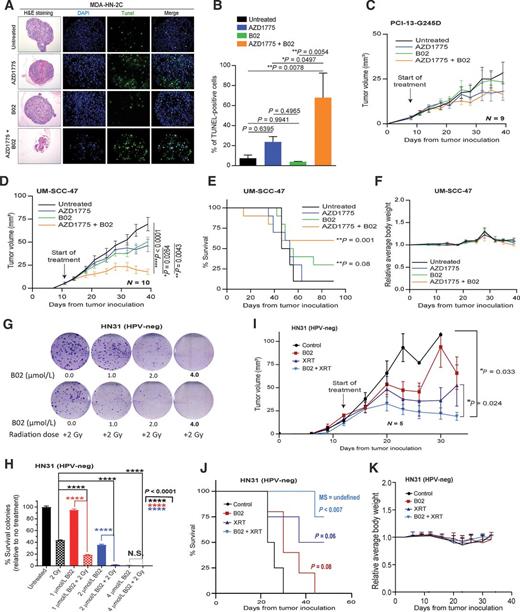 Figure 4. B02 synergizes with AZD1775 and radiation in vivo in an orthotopic mouse model of oral tongue cancer. A, Hematoxylin and eosin (H&E) and TUNEL-positive staining determined at day 5 in the 3D culture organoids made from HPV-positive HNSCC (MDA-HN-2C) cells following treatment with equivalent physiologic dose of B02 and AZD1775 for 5 days as described in Methods. B, quantification of the positive TUNEL staining shown in A. C and D, Tumor growth curves in orthotopic mouse model oral tongues bearing HNSCC (PCI13-G245D and UM-SCC-47) cells following treatment with B02 (50 mg/kg), AZD1775 (35 mg/kg) either alone or in combination as described in methods. E and F, Kaplan–Meier analysis for survival and relative body weight loss during the treatment in UM-SCC-47 tumor-bearing mice. Each treatment group contains 9–10 mice. G, Representative clonogenic survival images of HPV-negative HNSCC (HN31) cells pretreated with B02 two hours before radiation (XRT) as indicated. H, Percentage of surviving colonies normalized to untreated control. Combinations of B02 plus XRT caused more tumor cell death than XRT or B02 alone. I, Tumor growth curves in orthotopic mouse model oral tongues bearing HN31cells following treatment with B02, fractionated radiation dose (5 Gy), and in combination as described in Materials and Methods. J and K, Kaplan–Meier analysis for survival and relative body weight loss during the treatment with B02 and radiation in HN31 tumor–bearing mice, respectively. Each treatment group contains 5–6 mice. All in vivo data were expressed as ± SEM and P values < 0.05 were considered significant.