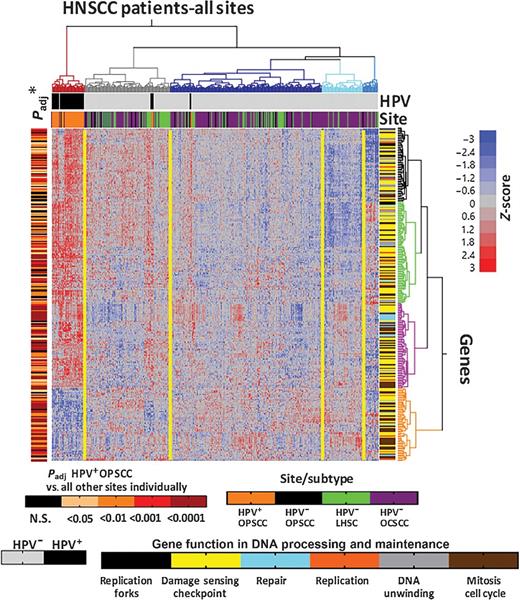 Figure 6. HPV-positive head and neck tumors differentially express hundreds of genes involved in DNA repair, processing, and maintenance. HNSCC TCGA samples were subjected to unsupervised hierarchical based on RNA expression of 279 DDR genes obtained from Gene Ontology searches. HPV-positive indicated by black boxes on top, with subsites beneath (orange, OPC; green, larynx; purple, oral cavity). Genes clustered vertically are annotated with colors specific for GO classifications (right) and Padj value for differential expression for HPV-positive OPC is annotated vertically (left).