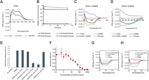 Figure 1. ST101 binds C/EBPβ and disrupts its dimerization. A, CD spectra data of ST101 (150 μmol/L) measured at 20°C, 5°C, or 20°C after cooling to 5°C. Data are presented as mean residue ellipticity (MRE). All experiments were performed in 10 mmol/L potassium phosphate and 100 mmol/L potassium fluoride (pH 7.0). B, Stability of ST101 vs. an L-amino acid variant (0.5 mmol/L) following incubation with 0.125% pepsin or trypsin. Peptide stability was measured at 220 nm using HPLC. Data represents mean ± SEM for a minimum of three replicates from two independent experiments for each data point. P < 0.05 for ST101 vs. L-aa with both pepsin and trypsin. C, CD spectra data for the interaction of ST101 with C/EBPβ. D, The thermal stability of peptide pairs measured demonstrated using temperature dependence of the CD signal at 222 nm. Profiles of C/EBPβ and ST101 homodimeric peptides and heterodimers were taken with 1°C increments and tracking the 222 nm signal. Melting profiles for heterodimers are clearly distinct from averages of constituent homodimeric melts, with the cooperative nature of the heterodimeric melting profiles suggesting an apparent two-state process (31). All data were fitted to the two-state model. E, C/EBPβ DNA binding ± ST101 or negative control peptide (scrambled ST101 sequence with intact penetratin), as measured by TransAM C/EBPβ ELISA Kit (active motif), following the manufacturer's instructions (*, P < 0.05 vs. C/EBPβ alone). F, ELISA detection of ST101-mediated disruption of the interaction of plate-bound C/EBPβ with ATF5 indicates and IC50 of 24.6 ± 0.9 nmol/L. G, CD spectra of dimer exchange experiment in which ATF5 was added to a solution of ST101 and C/EBPβ. H, CD spectra of dimer exchange experiment in which C/EBPβ was added to a solution of ST101 and ATF5.