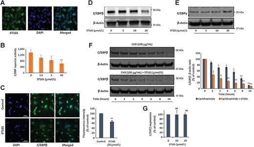 Figure 2. ST101 enters cells and reduces C/EBPβ protein expression. A, Immunofluorescence detection of ST101 uptake into U251 cells exposed to 0.15 to 20 μmol/L peptide for 5 minutes. Representative images for cells exposed to 0.3 μmol/L ST101 are shown. B, Renilla luciferase gene was transiently expressed from a C/EBPβ responsive element in the presence and absence of ST101. ST101 induces a dose-dependent reduction in the expression of the luciferase gene (*, P < 0.05; **, P < 0.01). C, Immunofluorescence analysis of C/EBPβ expression in U251-LS cells treated ± 20 μmol/L ST101 for 24 hours. ImageJ was used for quantification of fluorescence intensity in each image. Each value is the mean ± SD of three images per condition (**, P < 0.01 vs. control). Scale bar represents 50 μm. D, Immunoblot of U251-LS total cell extracts treated with the indicated concentrations of ST101 for 24 hours, probed with antibodies against C/EBPβ and β-Actin. Note that the β-actin loading control in 2D is identical to that for Fig. 5A, as this membrane was stripped and re-probed to produce both figures. E, Immunoblot as in D, probed with antibodies against C/EBPγ and β-actin. F, Cycloheximide (CHX) chase analysis of C/EBPβ degradation in U251-LS cells. Representative western blots and graph of C/EBPβ protein levels after CHX (100 μg/mL) treatment ± 20 μmol/L ST101 in U251-LS cells. Results are the mean ± SD pooled from three independent experiments (*, P < 0.05; **, P < 0.01 vs. untreated control). C/EBPβ protein levels normalized to β-actin. G, Real-time RT-PCR of the transcript levels of C/EBPβ. Gene expression was normalized to β-actin (ns, not significant).
