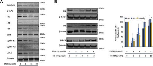 Figure 5. Inhibition of the proteasome rescues C/EBPβ target gene expression after ST101 exposure. A, Immunoblot analysis of C/EBPβ target genes in U251 cells 24 hours after ST101 exposure (5–20 μmol/L ST101). Note that the β-actin loading control in A is identical to that for D, as the same membrane was stripped and reprobed to produce both figures. B, ID1, ID3, BIRC5, and β-actin expression in U251 cells following treatment with 20 μmol/L ST101 ± the indicated concentration of MG-132. Note that the β-actin loading controls for ID1 and BIRC5 are identical, as the same membrane was stripped and reprobed to produce both panels. Densitometric analysis was performed and total protein levels normalized to β-actin. Results represent the mean ± SD pooled from three independent experiments (*, P < 0.05; **, P < 0.01 vs. ST101 alone).