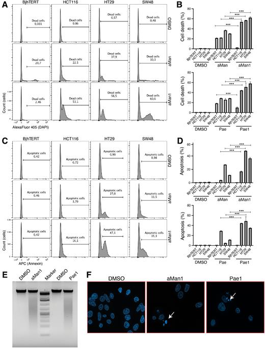 Figure 2. Natural compounds induce cell death, apoptosis, and DNA fragmentation in colon cancer cell lines. A, aMan (25 μmol/L) or aMan1 (25 μmol/L) was added to BjhTERT, HCT116, HT29, and SW48 cell lines. After 48 hours, the cells were stained with DAPI, and the dead cells were quantified by flow cytometry. B, Quantification of the dead cells (in percentage) in the indicated different cell lines with the indicated treatments (n = 3). Pae and Pae1 were used at 300 and 10 μmol/L, respectively. C, Cells treated as in A were stained with Annexin V to quantify cell apoptosis by flow cytometry. D, Quantification of the apoptotic cells (in percentage) in the indicated different cell lines with the indicated treatments (n = 3). Pae was used at 300 μmol/L, and Pae1 was used at 10 μmol/L. E, F, aMan1 (25 μmol/L) and Pae1 (10 μmol/L) was incubated with SW48 cells. After 72 hours, chromatin degradation was visualized by agarose gel electrophoresis (E) and confocal microscopy (F; white arrows). E and F show representative view of a single experiment; however, the same result was observed in at least three independent replicates. B and E indicate mean ± SD of three independent experiments. The significance between the two groups was analyzed by a two-tailed unpaired t test (*, P ≤ 0.05; **, P ≤ 0.01; ***, P ≤ 0.001).