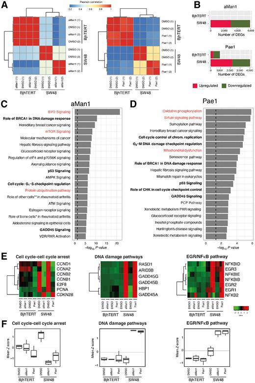 Figure 4. aMan1 and Pae1 induce DEGs in SW48 colorectal cancer cell lines. A, Person correlation and hierarchical clustering of transcriptional profiles (RNA-seq) of aMan1 (25 μmol/L), Pae1 (10 μmol/L), or DMSO treated (24 hours) SW48 or BjhTERT cells. B, Number of DEGs (adjusted P value <0.05 and |log2 fold change|≥1) upon aMan1 or Pae1 treatment in the indicated cell lines. C–D, Top 20 significantly enriched canonical pathways (IPA software) in DEGs (adjusted P value <0.01 and |log2 fold change|≥1) found in SW48 cells upon aMan1 (C), or Pae1 (D) treatment. The x-axis shows the −log10 of enrichment P value. The dashed line shows the statistical significance threshold (−log10 0.05 = 1.3). **, Macrophages, fibroblasts, and endothelial cells; *, Osteoblasts, osteoclasts, and chondrocytes. E, Hierarchical clustering and heat map of three different gene sets upon aMan1 or Pae1 treatment in the indicated cell lines. F, Gene set enrichment analysis of the indicated gene sets (from E) in the specified conditions.