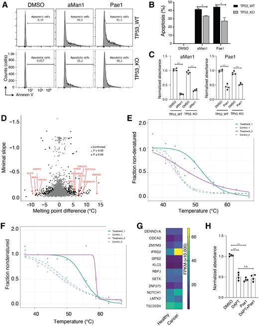 Figure 5. aMan1 and Pae1 induce higher percentage of apoptosis in HCT116 wild-type cell than TP53 knockout cells. A, aMan1 (25 μmol/L) or and Pae1 (10 μmol/L) was added to HCT116 wild-type and TP53 knockout cells. After 48 hours, the cells were stained with Annexin V and analyzed by flow cytometry. B, Quantification of apoptosis (in percentage) in WT and KO cell lines with the indicated treatments. C, MTT assay in WT and KO cell lines with the indicated treatments. D, Melting point differences between Pae1 treated versus DMSO control treated in SW48 cells. E and F, Melting curves of NOTCH1 (D) and IFRD2 (E). G, The FPKM (fragment per kilo base pair transcript per million sequenced reads) of human normal and colorectal cancer tumor samples were downloaded from The Cancer Genome Atlas (TCGA) database. H, MTT assay in SW48 cells with the indicated treatments. The P value is calculated using two-tailed unpaired t test. B, C, and H shows mean ± SD of at least three independent experiments (*, P ≤ 0.05; **, P ≤ 0.01; and ***, P ≤ 0.001).