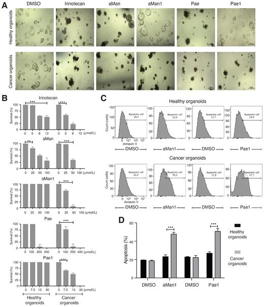 Figure 6. aMan1 and Pae1 induce apoptosis is cell death in human organoids derived from colorectal cancer, but not from healthy colon tissue. A, Representative picture of organoids derived from healthy colon epithelium (top) or cancer tissue (bottom) of the same patient treated with irinotecan (12 μmol/L), aMan (100 μmol/L), aMan1 (100 μmol/L), Pae (400 μmol/L), or Pae1 (30 μmol/L) for 48 hours. B, Quantification of the survival of organoids (in percentage) derived from healthy or tumor tissue treated with natural compounds at the indicated concentrations. The statistical significance was analyzed by using Dunnett multiple comparisons test (*, adj P ≤ 0.05; **, adj P ≤ 0.01; ***, adj P ≤ 0.001; and ****, adj P ≤ 0.0001). C, Natural compound–induced apoptosis was determined by flow cytometry Annexin V staining. D, Quantification of the apoptotic cells (in percentage) in healthy and tumor organoid cells treated with aMan1 (100 μmol/L) and Pae1 (300 μmol/L; n = 3). The statistical significance was analyzed by using a two-tailed unpaired t test (*, P ≤ 0.05; **, P ≤ 0.01; and ***, P ≤ 0.001). A and C show single experiments out of three independent replicates. B and D show mean ± SD of three independent experiments.