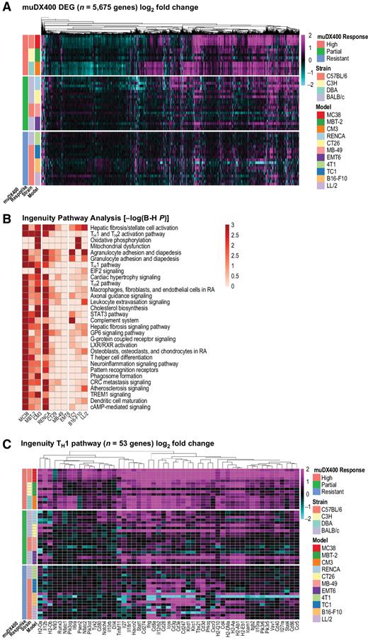 Figure 2. GEP of syngeneic tumor models following treatment with anti-PD-1 (muDX400). A, RNA sequencing of bulk tumors excised from syngeneic tumor models following single-agent treatment with 5 mg/kg muDX400 or muIgG1 isotype control antibody, 4 days after the second dose. Shown in the heat map are the 5,675 genes differentially regulated by muDX400 compared with isotype control antibody in any of the 11 tumor models (1.5× and FDR <0.05, base mean >20; see Supplementary Table S3). The color gradient represents the log2-fold change of each mouse (each row) treated with muDX400 compared with the corresponding pooled control mice treated with muIgG1 isotype control antibody at baseline (±log2-fold). Sample details (such as barcodes and replicate numbers) are shown in Supplementary Table S1. B, Ingenuity Pathway Analysis of the 5,675 genes (comparison analysis) identified the canonical pathways most significantly regulated by muDX400 treatment across the syngeneic tumor models. Shown in the heat map are the top 30 pathways. muDX400 did not result in significantly enriched pathways in the 4T1 model, which was therefore excluded from the heat map. The color gradient represents pathway enrichment P values. C, Shown in the heat map are the genes in the TH1 Ingenuity canonical pathway (log2-fold change of muDX400 treatment compared with isotype control). The color gradient is as shown in A. B-H P, Benjamini–Hochberg P value; DEG, differentially expressed genes; FDR, false discovery rate; GEP, gene expression profile; muIgG1, mouse immunoglobulin G1; PD-1, programmed death 1; TH1, type 1 helper T cell.