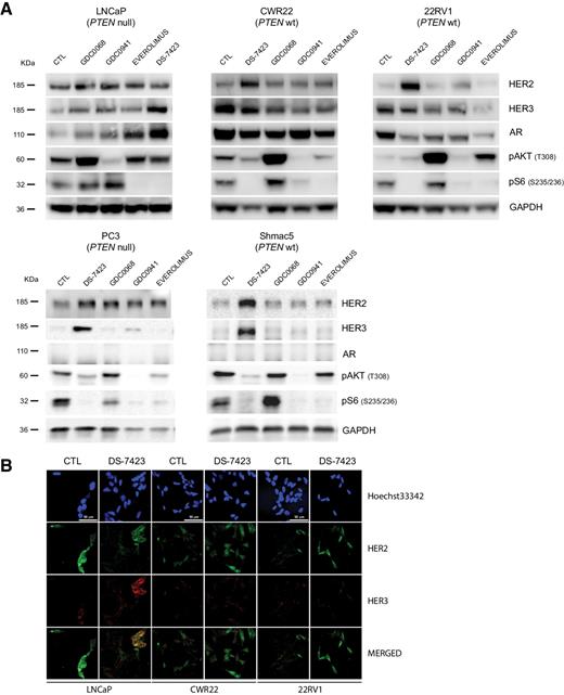 Figure 1. Expression profile for indicated proteins in prostate cancer cells after treatment with PI3K, mTOR, or dual inhibitors for 48 hours. A, DS-7423 increased expression of HER2 (4.5-fold in CWR22, 7.3-fold in 22RV1, 1.8-fold in PC3, and 1.2-fold in Shmac5 cells), HER3 (5-fold in LNCap, 1.3-fold in CWR22, 18-fold in PC3, and 4.5-fold in Shmac5 cells), and AR (6.1-fold in LNCaP). B, Immunofluorescence images show the DS-7423–induced upregulation of HER2 (green) and HER3 (red) in CWR22 and 22RV1 cells. Nucleus stained with Hoechst33342 (blue); scale bar, 50 μm.