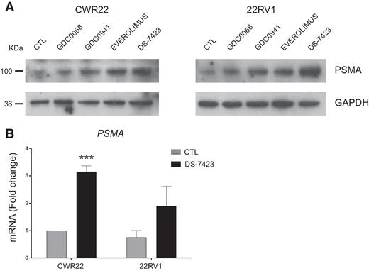 Figure 2. A, Modulation of expression of PSMA protein in CWR22 and 22RV1 cells by inhibitors with maximum upregulation induced by DS-7423 (3.4- and 5.6-fold, respectively). B, Detection of PSMA mRNA after treatment with DS-7423. Results are shown as mean with SE (n = 3; ***, P < 0.001).