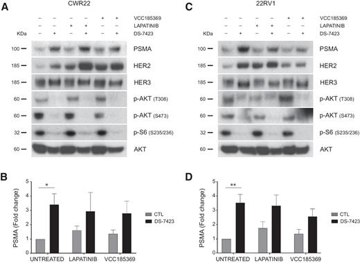 Figure 3. A and C, Expression profile of indicated proteins in CWR22 and 22RV1 cells after treatment with inhibitor alone or in combination. B and D, Quantification of PSMA expression in cells from A and C. Results are shown as mean with SE (n = 3; *, P < 0.05; **, P < 0.01).