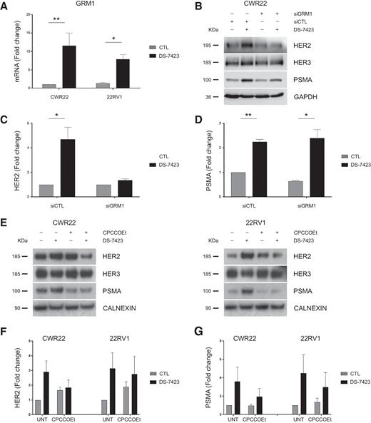 Figure 4. A, qRT-PCR analysis of GRM1 gene expression in CWR22 and 22RV1 cells. Results are shown as mean with SE (n = 3; *, P < 0.05; **, P < 0.01). B, Expression of HER2, HER3, and PSMA in control and GRM1-depleted CWR22 cells. C and D, Quantification of HER2 and PSMA expression in cells from B. Results are shown as mean with SE (n = 3; *, P < 0.05; **, P < 0.01). E, Expression of of HER2, HER3, and PSMA after treatment with inhibitor alone or in combination. F and G, Quantification of expression of HER2 and PSMA presented in E. Results are shown as mean with SE (n = 3).