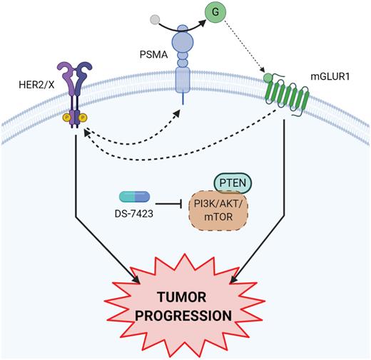 Figure 5. Model proposed describing the PSMA-mGluR1-HER2 mechanism of resistance to dual PI3K-mTOR inhibitor DS-7423 (created with BioRender.com). HER2/X represents the HER2-containing receptor protein complex (X = EGFR or HER3 in Supplementary Fig. S1E and S1F). A feedback mechanism that is activated in response to PI3K/mTOR inhibition involves upregulation of ErbB/HER protein (HER2 or HER3) according to the genetically diverse prostate cancer cell lines we have tested. Downstream effects include a PSMA increase upon DS-7423 treatment that is partially dependent on HER2 signaling. Targeting the PI3K/mTOR pathway has unraveled a complex relationship between PSMA increase and HER2 upregulation via mGluR1 activity (Fig. 4B).