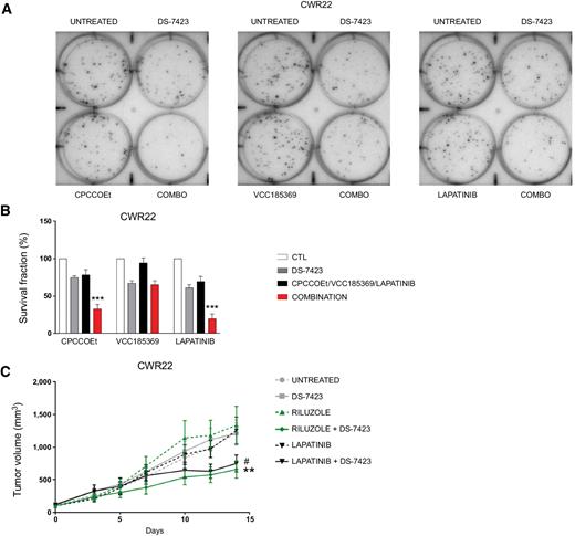 Figure 6. A, Representative images of clonogenic survival assays in CWR22 cells treated with CPCCOEt, VCC185369, and lapatinib alone or in combination with DS-7423 inhibitor. B, Quantification of clonogenic survival assays from A. Results are shown as mean with SE (n = 3; ***, P < 0.001). C, Tumor volume growth curves of CWR22 xenografts for the indicated treatments. Results are shown as mean with SE (n = 4–5; #, P = 0.06; **, P < 0.01). For those individuals that were culled before the end of the experiment due to ethical limits, a growth constant was calculated as (log fold change), and the tumor volume was estimated to obtain the average.