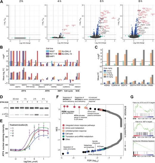 Figure 3. BTM-3528 activates the ATF4-linked mitochondrial stress response A) Volcano plots showing the adjusted P-value (−log10 P) versus the fold change (log2) for 14,287 genes after 2,4,6, and 8 hours of treatment with BTM-3528 versus vehicle. The dashed lines indicate the log2-FC cutoff = 1.0 and the Padj cutoff = 10–3. ATF4-target genes (71) are indicated by red font. B, qPCR analysis of a panel of cell lines treated with BTM-3528 for 8 hours. Bottom, gene changes expressed as mean log2-FC compared with vehicle (n = 3). Top, corresponding −logP value for each triplicate sample as compared with vehicle. C, BTM-3566 induces tumor ATF4 gene expression in a dose-dependent manner in vivo. On day 5 of dosing, tumor tissue was harvested for qPCR analysis of mRNA expression. All data are expressed as the mean fold change (bottom) and corresponding −logP (top) for the contrast BTM versus vehicle for each gene. D, Immunoblot of phosphorylated eIF2α in HCT-116 following treatment with BTM-3528 for the indicated time. E, Dose response of nuclear ATF4 protein abundance in HCT-116 cells treated with BTM3528 for the indicated time and dose. F, Gene set enrichment analysis (GSEA) of 1,773 canonical pathway gene sets from MSigDB C2 of BTM-3528–treated samples versus controls at 8 hours. Plotted are normalized enrichment scores (NES) against the false discovery rate (FDR). The enrichment cutoff (FDR < 0.05) is indicated by the dashed line. G, Top, GSEA for ATF6 target genes; middle, XBP1 target genes; bottom, mitostress signature in HCT116 cells treated with BTM3528 for 8 hours.