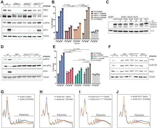Figure 5. BTM compounds induce the ATF4 ISR via the OMA1-DELE1 mitochondrial quality control pathway. A, Western blot analysis of OMA1, OPA1, phospho-eIF2α, and ATF4 in parental, OMA1−/−, DELE1−/−, and OPA1ΔS1/ΔS1 BJAB cells following 4 hours of treatment with vehicle or 2 μmol/L BTM-3566. B, Cell death as quantified by Annexin-Propidium Iodide staining in OMA1−/−, DELE1−/−, and OPA1ΔS1Δ/S1 BJAB cells following treatment with 2 μmol/L BTM-3566 after 12, 24, and 48 hours of exposure. All data are plotted as the mean ± SD (n = 3). C, Western blot analysis of DELE1 isoforms in untransduced BJABwt (first lane) and BJAB DELE1.3xALFA cells treated with 2 μmol/L BTM3566 or oligomycin (OM) or BTM3532 for the indicated time. D, Western blot analysis of phospho-eIF2α and ATF4 levels in parental, HRI−/−; eIF2αSer49/Ser52 mutant and ATF4−/− BJAB cells following 4 hours of treatment with vehicle or 2 μmol/L BTM-3566. E, Cell death as assessed by Annexin-Propidium Iodide staining in parental, HRI−/−; eIF2αSer49/Ser52 mutant and ATF4−/− BJAB cells following treatment with 2 μmol/L BTM-3566 after 12, 24, and 48 hours of exposure. All data are plotted as the mean ± SD (n = 3). F, Immunoblot of c-Myc, CCND3, and MCL1 in parental, HRI−/−; eIF2αSer49/Ser52 mutant and ATF4−/− BJAB cells following 8 hours of treatment with vehicle or 2 μmol/L BTM-3566. G–J, Polysome profiles of parental (G); HRI−/− (H); eIF2αSer49/Ser52 (I), and ATF4−/− (J) treated with 2 μmol/L BTM-3566 or vehicle for 8 hours.