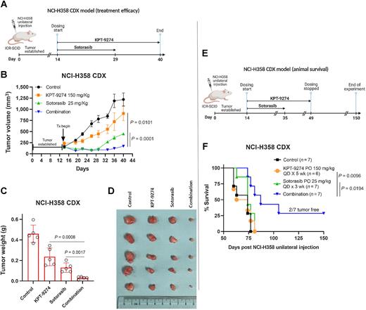 Figure 6. Combination/maintenance therapy of KPT9274 with sotorasib induces durable tumor growth inhibition and enhances survival in a KRASG12C-mutant NSCLC CDX model. A, ICR-SCID mice subcutaneously engrafted with KRASG12C mutant NSCLC NCI-H358 cells were orally administered sotorasib (25 mg/kg, every day × 5) for 15 days in the single agent and combination groups, while KPT9274 (150 mg/kg every day × 5) was dosed for 26 days in both the groups. This study timeline has been created with BioRender.com (License#DK259JM3LE). Treatment of mice carrying the CDX with KPT9274 and sotorasib combination results in significant decrease in tumor volumes (B), tumor weights (C), and tumor sizes (D). A two-tailed unequal variance Student t test was performed to statistically compare tumor volumes and tumor weights at the end of experiment. E, In another experiment, mice unilaterally transplanted with NCI-H358 cells were administered with sotorasib (3 weeks), KPT9274 (5 weeks) or their combination daily five times a week by oral gavage. This study timeline has been created with BioRender.com (License#HN259JLWT4). F, Two mice (29% survival) in the combination treatment group survived and remained tumor free till the culmination of the study, that is, 150 days posttransplantation. Statistical comparison of survival curves was performed by log-rank (Mantel–Cox) test.