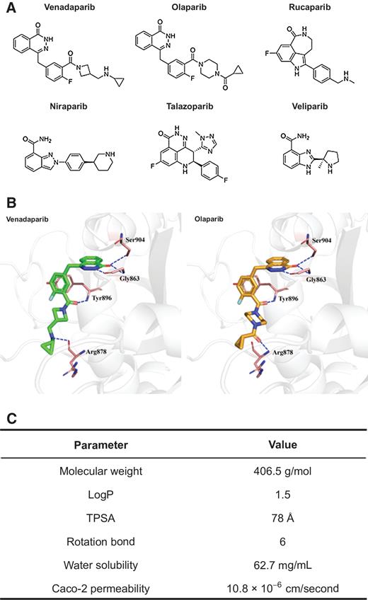 Figure 1. Molecular docking modeling of the PARP-1/venadaparib or olaparib complex and the physicochemical properties of venadaparib. A, Chemical structure of PARP inhibitors. B, Venadaparib interaction with key amino acid residues of PARP-1 is represented using a green stick compared with olaparib in orange. Hydrogen bonds are shown as blue dashed lines. The protein–ligand interactions were analyzed using Discovery Studio Modeling Environment v4.026, and the docking models are displayed using PyMOL v2.0.47. C, Physicochemical properties of venadaparib. TPSA, topological polar surface area.