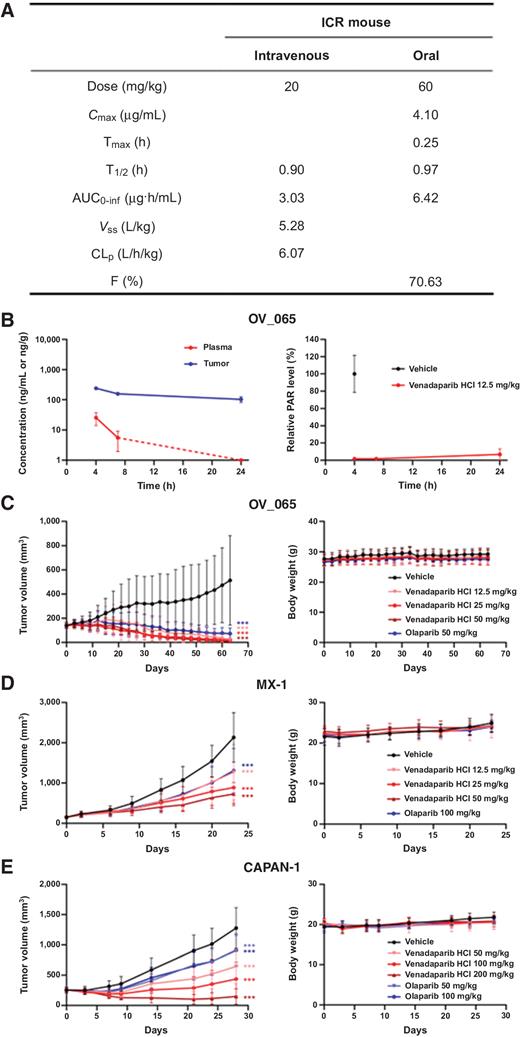 Figure 2. In vivo pharmacokinetics/pharmacodynamics and efficacy of venadaparib. A, The pharmacokinetic characteristics of venadaparib were determined in healthy female ICR mice. B, Time-dependent plasma/tumor concentrations and correlated intratumoral PAR inhibition were measured by administering venadaparib HCl 12.5 mg/kg in an OV_065 PDX model. Venadaparib exhibited PAR inhibition over 90% until 24 hours after dosing. C, In the OV_065 PDX model (athymic nude mice), venadaparib HCl ranging from 12.5 to 50 mg/kg and olaparib 50 mg/kg were administered for 63 days (orally, every day). D, BALB/c nude mice implanted with MX-1 cells were treated with venadaparib HCl at 12.5–50 mg/kg for 23 days (orally, every day). E, In the CAPAN-1 model (BALB/c nude mice), venadaparib HCl doses ranged from 50 to 200 mg/kg for 28 days (orally, every day). Tumor volume and body weight were measured twice weekly. Dose-dependent tumor regression was observed in venadaparib-treated groups. All treatments had no effect on mouse body weight. Data are presented as mean ± SD. *** indicates statistically significant differences from the control group at P < 0.001. PAR, poly ADP-ribose; PO, per os; QD, once daily.