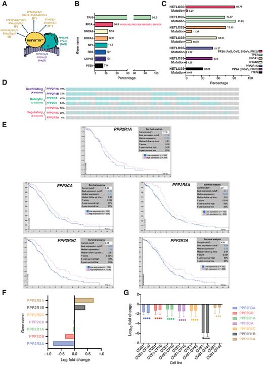 Figure 1. Dysregulation of PP2A is a common event in HGSC. A, Schematic of the PP2A heterotrimeric structure, representing all possible combinations of the scaffolding (A), regulatory (B) and catalytic (C) subunit proteins (Schematic created with BioRender.com). B, Top 8 most common altered genes in HGSC and respective genetic alterations frequency (mutation, amplification and/or deletion). “PP2A” group includes PP2A-Aα/β, PP2A-Cα/β, PP2A-B56α/γ, and PP2A-PR72). Data adapted from cBioPortal. C, HGSC genes alteration type specificity: Heterozygous/shallow deletion (Hetloss) or mutation; and respective frequencies (%). Data adapted from cBioPortal. D, Individual patient tumor data analysis showing frequency of heterozygous loss status for the PPP2R1A, PPP2R1B, PPP2CA, PPP2CB, PPP2R5A, PPP2R5C, and PPP2R3A genes. Co-occurrence profiles are also shown. Each bar represents an individual tumor, for which gray signifies negative and blue positive for Hetloss. E, Kaplan–Meier plots summarizing results from correlation analysis between mRNA expression level and patient survival for PP2A genes: PPP2R1A, PPP2CA, PPP2R5A, PPP2R5C, and PPP2R3A. Patients were divided according to expression levels into one of two groups "low" (under cutoff on table) or "high" (over cutoff on table). The x-axis shows time for survival (years) and y-axis shows the probability of survival, where 1.0 corresponds to 100%. Data source: Protein Atlas. F, Log fold change of transcriptional expression of PP2A subunits between HGSC cell lines (OVSAHO, KURAMOCHI, and JHOS4) versus FTSEC cell lines (FT246, FT33, and FT194). Source: Elias et al 2016 (45). G, Log10 Fold Change of fragments per kilobase of exon per million mapped fragments (FMPK) of the previously assessed PP2A genes (D) comparing expression of the FT246 non-malignant with the OV81 and OV81-CP40 cell lines. Data presented as the mean ± SD (n = 3; unpaired Student t tests, comparing OV81 and OV81-CP40 relative with FT246, ***, P < 0.005; ****, P < 0.0001).