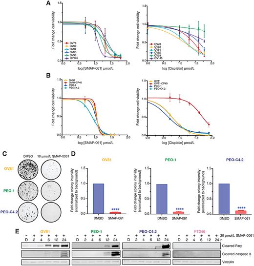 Figure 2. HGSC cells are sensitive to SMAP-061 and have similar responses independent of genetic background. A, A wide panel of HGSC PDX cell lines were exposed to increasing doses of either SMAP-061 (left) or cisplatin (right) treatment and cell viability was measured at 48-hours by MTT analysis, to generate an EC50 curve. Data are presented as the mean ± SD (n = 3). B, OV81 and its cisplatin-resistant pair, OV81-CP40, and two isogenic lines PEO-1 and PEO-C4.2, were treated with increasing doses of either SMAP-061 (right) or cisplatin (right) and cell viability was measured at 48 hours by MTT analysis, to generate an EC50 curve. Data presented as the mean ± SD (n = 3). C, Clonogenic assay of OV81, PEO-1 and PEO-C4.2 cells treated with DMSO or 10 μmol/L of SMAP-061 for two weeks. D, Quantification of 2C. Data presented as the mean ± SD (n = 3; unpaired Student t tests, comparing SMAP-061 treatment relative with DMSO, ****, P < 0.0001). E, OV81, PEO-1, PEO-C4.2, and FT246 treated with DMSO or SMAP-061, and harvested at 2, 4, 6, 12, and 24 hours for Western blot analysis of cell death markers (cleaved Parp and cleaved Caspase-3). Vinculin-housekeeping gene used as loading control.