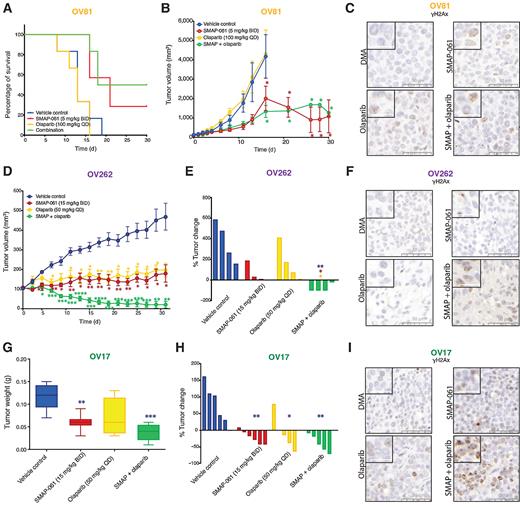 Figure 6. Effects of SMAP-061 in vivo show improved survival and significant tumor regression, as a single agent and in combination with PARPi, in both BRCA1/2 wild-type and mutant HGSC PDX tumors. OV81 PDX studies were conducted with tumors implanted in the right flank of NSG mice and allowed to grow between approximately 100 and 200 mm3 before enrollment in one of 4 treatment groups: Vehicle control (n = 6), 5 mg/kg SMAP-061 (n = 6), 100 mg/kg Olaparib (n = 6) or SMAP + Olaparib combination (n = 6). Tumors were measured every other day. Data plotted as a function of (A) mouse survival and (B) tumor volume (efficacy) over time. Survival threshold was selected to be 1,000 mm3 (tumors < 1,000 mm3: survival; tumors > 1,000 mm3: no survival). Data presented as mean ± SEM (Student t tests, comparing each treatment group relative with vehicle control; *, P < 0.05). C, Histology slides with tumor samples stained for γH2Ax (brown), representative of each individual treatment group in the OV81 PDX in vivo study. 50 and 20 μm scales are included for each respective picture. D, Efficacy study of OV262 PDX tumors, implanted in the right flank of NSG mice and allowed to grow between approximately 90–120 mm3 before enrollment in one of 4 treatment groups: Vehicle control (n = 4), 15 mg/kg SMAP-061 (n = 3), 50 mg/kg Olaparib (n = 4) or SMAP + Olaparib combination (n = 4). Tumors were measured every other day. Tumor volume was calculated and plotted over time (31 days). Data presented as mean ± SEM (Student t tests, comparing each treatment group relative with vehicle control, *, P < 0.05; **, P < 0.01; ***, P < 0.001; ****, P < 0.0001). E, Waterfall plot of OV262 tumor volume change (from days 0 to 31) comparing all treatment groups with each other. Data presented as mean ± SEM (unpaired Student t tests, comparing each individual treatment group relative with each other, *, P < 0.05; **, P < 0.01). F, Histology slides with tumor samples stained for γH2Ax (brown), representative of each individual treatment group in the OV262 PDX in vivo study. 50 and 20 μm scales are included for each respective picture. G and H, OV17 PDX studies were conducted with tumors implanted in the right flank of NSG mice and allowed to grow between approximately 80 and 250 mm3 before enrollment in one of 4 treatment groups: Vehicle control (n = 6), 15 mg/kg SMAP-061 (n = 6), 50 mg/kg Olaparib (n = 5) or SMAP + Olaparib combination (n = 5). Tumors were measured every other day. Data plotted as a function of (G) tumor weight post sacrifice and (H) tumor change percentage (waterfall plot) for each treatment group. Data presented as mean ± SEM (unpaired Student t tests, comparing each individual treatment group relative with each other, *, P < 0.05; **, P < 0.01; ***, P < 0.001). I, Histology slides with tumor samples stained for γH2Ax (brown), representative of each individual treatment group in the OV17 PDX in vivo study. 50 and 20 μm scales are included for each respective picture.