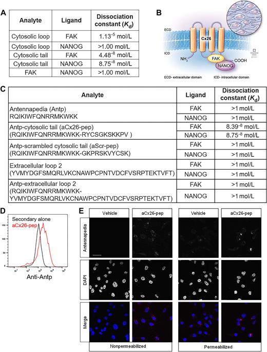 Figure 2. Cx26 cytosolic tail peptide binds both FAK and NANOG and penetrates the cell membrane upon addition of an antennapedia (Antp) leader sequence. A, Table denoting dissociation constants for interactions between Cx26 and NANOG and FAK. B, Cartoon depiction of complex based on SPR analysis. C, Summary table of FAK and NANOG dissociation constants with Antp alone, tagged cytosolic tail, or tagged cleaved tail peptides by SPR analysis. Intracellular flow cytometry staining (D) and immunofluorescence staining (E) for Antp following 10 μmol/L aCx26-pep treatment for 16 hours, demonstrating the ability of the peptide to cross the plasma membrane. Scale bar, 40 μm.