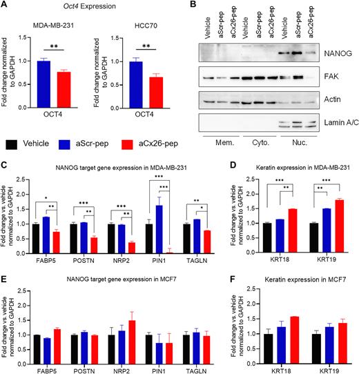 Figure 4. aCx26-pep treatment alters FAK and NANOG levels and NANOG function. A, After a 7-day treatment with 10 μmol/L aCx26-pep, MDA-MB-231 and HCC70 cells had decreased expression of the pluripotency transcription factor OCT4. B, Treatment with aCx26-pep for 48 hours decreased the amount of FAK and NANOG in the nuclear fraction. Actin and Lamin A/C were used as loading controls. Mem., membrane. Cyto, cytoplasmic. Nuc., nuclear. C–F, After 7 days of treatment, genes regulated by NANOG by qPCR were decreased with aCx26-pep compared with cells treated with either cytosolic tail peptide alone, aScr-pep or vehicle alone (C), while the expression of keratin genes was increased (D). There were no significant differences in gene expression between the vehicle, cytosolic tail, or aScr-pep groups. E and F, No changes were not observed in NANOG target or keratin gene expression in MCF7 luminal breast cancer cells. n = 3 independent experimental replicates, each performed in technical triplicate. *, P < 0.05, **, P < 0.01, ***, P < 0.001 by one-way ANOVA.