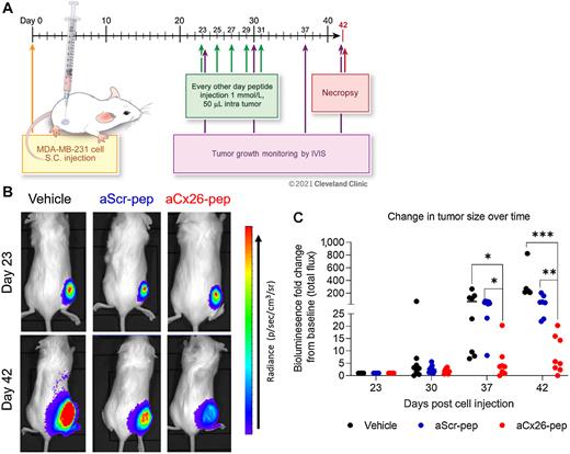 Figure 5. Tumor growth is attenuated upon aCx26-pep treatment in vivo. A, After palpability of tumors in the subcutaneous right flank generated by MDA-MB-231 cell injection, mice were intratumorally treated with 50 μL of either 0.1 mmol/L peptide or vehicle (1% DMSO) every other day for 20 days and monitored by weekly IVIS imaging. B, Representative IVIS images of treated mice at day 0 and day 42. C, Tumors treated with aCx26-pep exhibited attenuated tumor growth over time compared to control groups. n = 8 mice per group; *, P < 0.05, **, P < 0.01, ***, P < 0.001 by two-way ANOVA.