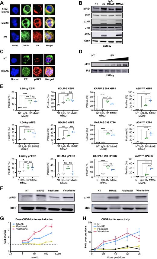 Figure 2. Brentuximab vedotin–induced ICD is associated with severe ER stress. A, Fluorescent staining of tubulin, ER, and nuclei in L540cy cells treated for 16 hours with human IgG-MMAE, MMAE, or BV. B, Western blot analysis of ER stress markers in L540cy cells treated for 18 hours with BV, IgG-MMAE, and MMAE. C, Spatial relationship of ER stress markers with the ER network in L540cy cells treated for 18 hours with MMAE. D, Western blot analysis of pIRE1 and IRE1 expressions in L540cy cells treated for 18 hours with a titration of BV. E, Intracellular detection of the proportion of viable lymphoma cells (L540cy, HDLM-2, KARPAS 299, and A20hCD30) upregulating UPR-associated proteins XBP1, ATF6, and pPERK by flow cytometry 48 hours after treatment with IC20–IC50 doses of the indicated agents. F, Representative western blot analysis of pIRE1, IRE1, pJNK, and JNK expression in L540cy cells treated for 18 hours with MMAE, vincristine, or paclitaxel. G, Dose–CHOP luciferase induction in Mia-PaCa-2 cells treated with MMAE, vincristine, or paclitaxel in vitro. H, CHOP-luciferase activity in Mia-PaCa-2 cells treated intratumorally with MMAE, vincristine, or paclitaxel in vivo. Western blot analysis band intensity quantification provided in Supplementary Fig. S3. Symbols represent biological replicates. *P < 0.05; **P < 0.01; ***P < 0.001; ****P < 0.0001, (one-way ANOVA followed by Dunnett's multiple comparisons test) compared with BV (for human lines), or MMAE (for A20hCD30). Bars at the median. ANOVA, analysis of variance; ATF4, activating transcription factor 4; ATF6, activating transcription factor 6, BV, brentuximab vedotin; CHOP, C/EBP homologous protein; ER, endoplasmic reticulum; hIgG, human immunoglobulin G; IC, inhibitory concentration; IgG, immunoglobulin G; IRE1, inositol-requiring enzyme 1; JNK, c-Jun N-terminal kinase; MMAE, monomethyl auristatin E; ns, not significant; NT, not treated; pIRE1, phosphorylated IRE1; pJNK, phosphorylated JNK; pPERK, phosphorylated protein kinase RNA-activated–like endoplasmic reticulum kinase; UPR, unfolded protein response; XBP1, X-box binding protein 1.