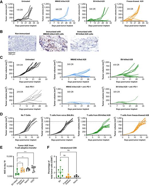 Figure 5. Brentuximab vedotin–induced ICD protects against subsequent tumor challenges. A20 lymphoma cells expressing human CD30 (A20hCD30) were treated with BV or MMAE in vitro, and dying cells were used to immunize wild-type BALB/c mice. Cells flash-frozen in liquid nitrogen were injected as a non-ICD control. A, Mice (n = 8 per treatment group) immunized with BV-killed, MMAE-killed, or flash-frozen A20hCD30 cells were challenged with wild-type A20 cells on day 14 and monitored for tumor growth. B, Detection of CD8+ T cells within the tumor by IHC after 9 days. C, BALB/c mice (n = 9 per group) were immunized with BV- or MMAE-killed A20 cells and rechallenged 14 days later. Anti–PD-1 (1 mg/kg) was administered on days 6, 9, 14, and 17 after tumor challenge and tumor growth was monitored. Numbers in figures reflect surviving mice out of total at day 29. D, A20 tumor-bearing NSG mice (n = 5–8 per treatment group) received CD3+ T cells from mice immunized with BV-killed or flash-frozen–killed A20 cells, or T cells from unimmunized mice (naive) and monitored for tumor growth. E, Tumor volume AUC for mice receiving T cells from mice immunized with brentuximab vedotin–killed A20hCD30 tumor cells. F, CD8+ T-cell infiltration. Representative data from two independent experiments, each symbol represents an individual mouse. *P < 0.05; **P < 0.01; ***P < 0.001, (one-way ANOVA followed by Dunnett's multiple comparisons test) compared with BV treatment. Bars represent the mean. ANOVA, analysis of variance; AUC, area under the curve; BV, brentuximab vedotin; CR, complete response; ICD, immunogenic cell death; IHC, immunohistochemistry; MMAE, monomethyl auristatin E; NOD, nonobese diabetic; ns, not significant; NSG, NOD SCID gamma; NT, not treated; PD-1, programmed cell death protein 1; SCID, severe combined immune deficiency.