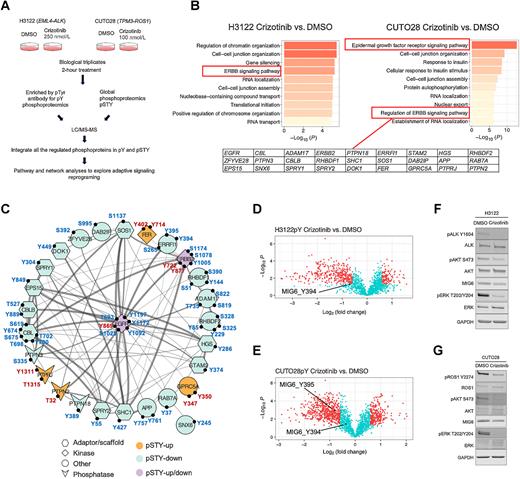 Figure 1. Phosphorylation of MIG6 Y394 and Y395 is decreased in ALK/ROS1 fusion-driven cells by crizotinib treatment. A, Schematic workflow of phosphoproteomics for H3122 and CUTO28 cells under 2-hour crizotinib treatment to explore the early adaptive signaling reprogramming under ALK/ROS1 inhibition. B, Proteins with phosphorylation sites significantly regulated by crizotinib (|FC| > 1.5, P < 0.05) in either phosphotyrosine (pY) enriched phosphoproteomics or global phosphoproteomics (pSTY) were integrated and analyzed by GO enrichment analysis. The Top 10 GO enrichments in crizotinib-regulated phosphoproteins were displayed. 27 phosphoproteins (displayed in their corresponding gene names) with significant phosphorylation changes under crizotinib treatment in CUTO28 cells, were enriched in the GO term “regulation of ERBB signaling pathway”. C, Protein–protein interaction network analysis for the 27 genes identified in B to explore potential EGFR regulators. Very strong interactions (STRING database protein-protein interaction confidence score > 0.9) were highlighted in thick edges. Residues with significantly increased or decreased phosphorylation are indicated with dark red or dark blue, respectively. D and E, Volcano plots showing decreased phosphorylation of MIG6 Y394 and Y395 under crizotinib treatment in H3122 and CUTO28 pY-enriched phosphoproteomics. Significantly regulated phosphoproteins (|FC| > 1.5, P < 0.05) were colored in red. F and G, Immunoblots showing sustained MIG6 protein levels in H3122 and CUTO28 treated with 250 nmol/L or 100 nmol/L crizotinib for 2 hours, respectively.