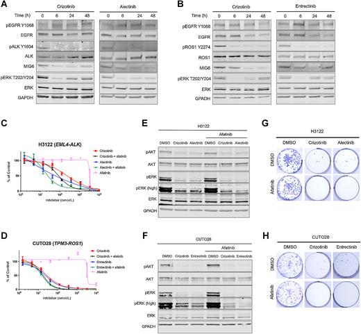Figure 2. MIG6 protein levels are decreased following extended ALK/ROS1 inhibition and upfront inhibition of ERBB signaling enhances responses to ALK/ROS1 inhibitors. H3122 cells (A) were treated with 250 nmol/L crizotinib or 50 nmol/L alectinib, and CUTO28 cells (B) were treated with 250 nmol/L crizotinib or 100 nmol/L entrectinib for indicated time points. Lysates were immunoblotted with indicated antibodies. C and D, H3122 and CUTO28 were treated with various ALK and ROS1 inhibitors alone or in combination with 100 nmol/L afatinib for 72 hours and then assayed with MTS for cell viability. Data represent the mean ± SEM for three biological replicates. E and F, H3122 and CUTO28 cells were treated with DMSO, ALK or ROS1 inhibitors (500 nmol/L crizotinib or 100 nmol/L alectinib for H3122; 100 nmol/L crizotinib or 100 nmol/L entrectinib for CUTO28) alone or in combination with 100 nmol/L afatinib for 6 hours. Cell lysates were immunoblotted with indicated antibodies. pERK with high-intensity exposure was shown as pERK (high). G and H, H3122 and CUTO28 cells were seeded 2,000 cells/well in a 12-well plate and treated with DMSO, ALK/ROS1 inhibitors (125 nmol/L crizotinib or 25 nmol/L alectinib for H3122, 25 nmol/L crizotinib or 12.5 nmol/L entrectinib for CUTO28) alone or in combination with 100 nmol/L afatinib for two weeks. Colonies were stained by crystal violet.