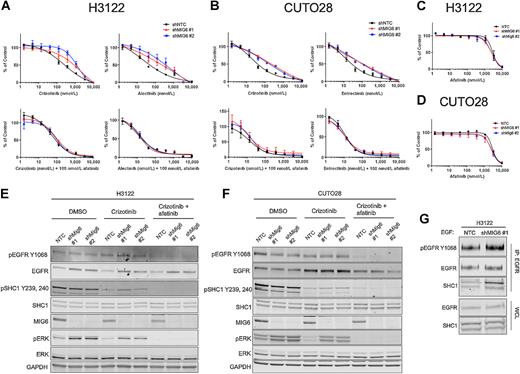 Figure 3. MIG6 knockdown induces resistance to ALK/ROS1 inhibition via the EGFR–SHC1–MAPK pathway. A and B, H3122 and CUTO28 were transduced with two different shRNA targeting MIG6 or nontargeting control (NTC) shRNA. Cells were treated with ALK/ROS1 inhibitors alone or in combination with 100 nmol/L afatinib for 72 hours, and then assayed by MTS for cell viability. Data represent the mean ± SEM for three biological replicates. C and D, As in A and B, except that cells were treated with afatinib alone. E and F, H3122 and CUTO28 NTC and MIG6 knockdown cells were treated with crizotinib alone (500 nmol/L for H3122 and 100 nmol/L for CUTO28) or in combination with 100 nmol/L afatinib for 2 hours. Lysates were immunoblotted with indicated antibodies. G, H3122 NTC and MIG6 knockdown cells were stimulated with 10 ng/mL EGF for 15 minutes. Cell lysates were subjected to immunoprecipitation (IP) using EGFR antibody and were immunoblotted for SHC1. In parallel, whole cell lysates (WCL) were immunoblotted with indicated antibodies.