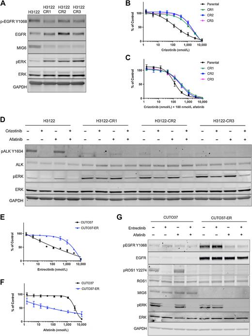 Figure 4. MIG6 downregulation is sustained in cells with EGFR-mediated acquired resistance to ALK/ROS1 inhibition. A, H3122 and crizotinib-resistant (CR1-CR3) cell lysates were immunoblotted with indicated antibodies. B and C, H3122 and CR1-CR3 cells were treated with crizotinib alone or in combination with 100 nmol/L afatinib for 72 hours and assayed with MTS for cell viability. Data represent the mean ± SEM for three biological replicates. D, Parental and resistant H3122 cells were treated with DMSO, 250 nmol/L crizotinib, 100 nmol/L afatinib alone, or a combination of crizotinib and afatinib for 2 hours. Lysates were immunoblotted with indicated antibodies. E and F, CUTO37 and entrectinib-resistant CUTO37-ER cells were treated with entrectinib or afatinib alone for 72 hours and assayed with MTS for cell viability. Data represent the mean ± SEM for three biological replicates. G, CUTO37 and ER cells were treated with DMSO, 100 nmol/L entrectinib, 100 nmol/L afatinib alone, or a combination of crizotinib and afatinib for 2 hours. Lysates were immunoblotted with indicated antibodies. All the resistant cells were seeded without TKIs for 24 hours prior to drug treatments for immunoblots.